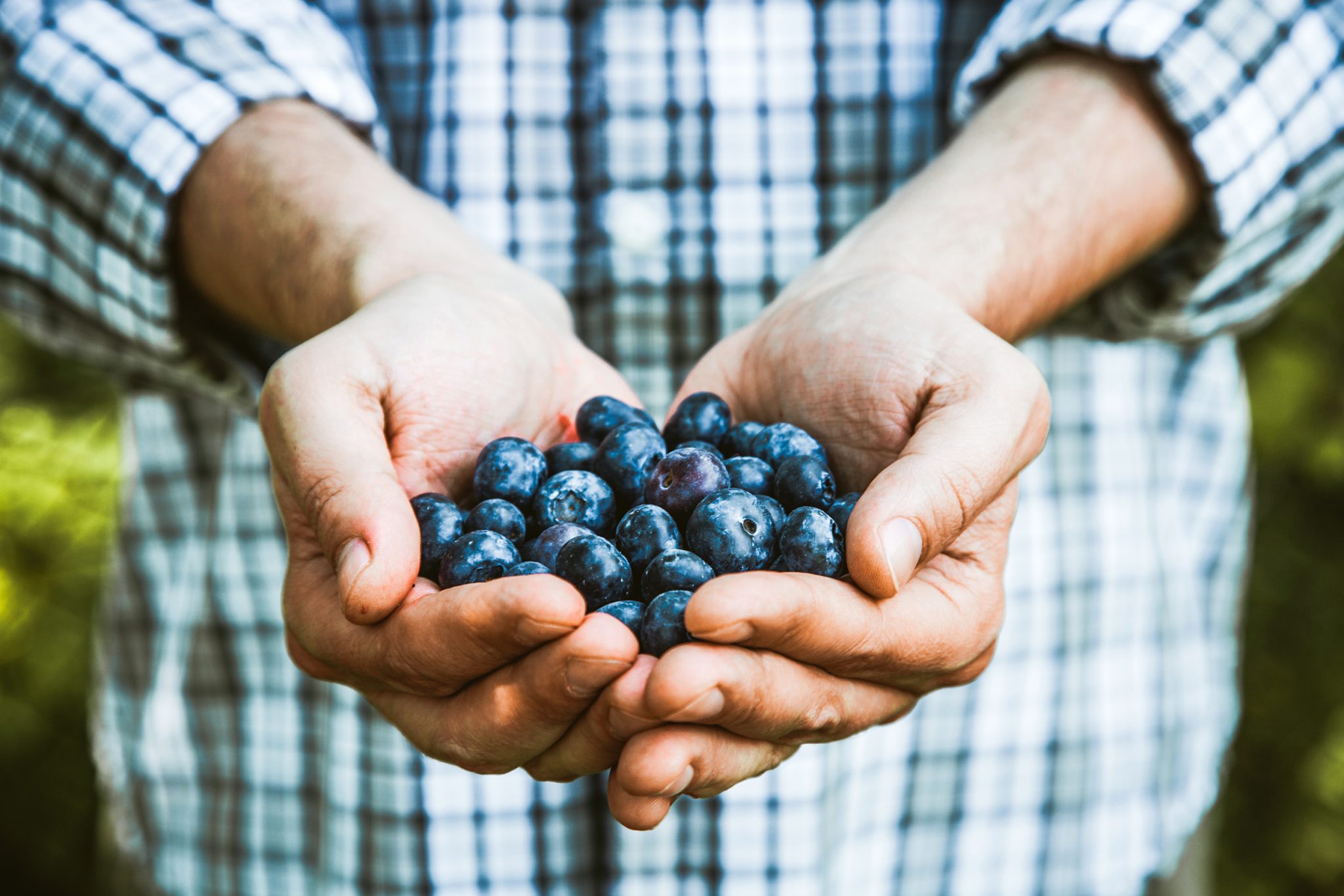 blueberries header